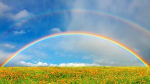 Landscape with blossoming field and rainbow