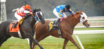 Thoroughbred Horse Race Tampa Bay Downs Florida