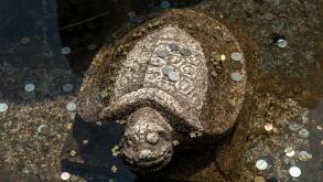 Korea pond turtle statue of coins. Image shot 08/2017. Exact date unknown.