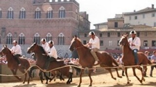 Palio Horse Race Siena