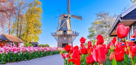 Blooming colorful tulips flowerbed at the public flower garden with windmill. Lisse, Holland, Netherlands.