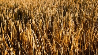 Alamy_grain_575x375_20April2021