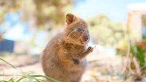 Quokka is enjoying his meal and being so happy, Rottnest island, Western Australia