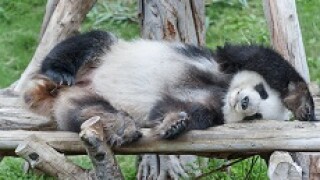 panda_lying_down_230px