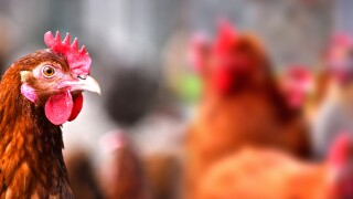 Chickens on traditional free range poultry farm