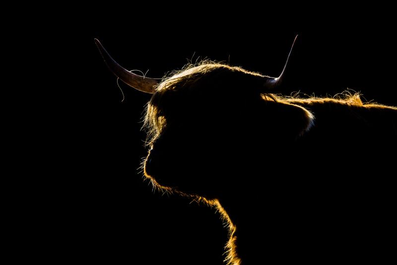 Backlit Highland cow in morning sunlight.