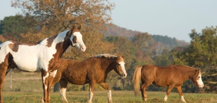 Trio of diverse horse pals at Proud Spirit Horse Rescue Arkansas