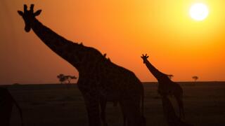 Silhouettes of giraffe (Giraffa camelopardalis) at sunset, Serengeti National Park, Tanzania, East Africa, Africa