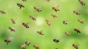 macro shot of flying bee swarm after collecting pollen in spring on green bokeh