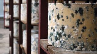 James Montgomery's raw-milk cheddar truckles in the maturing room