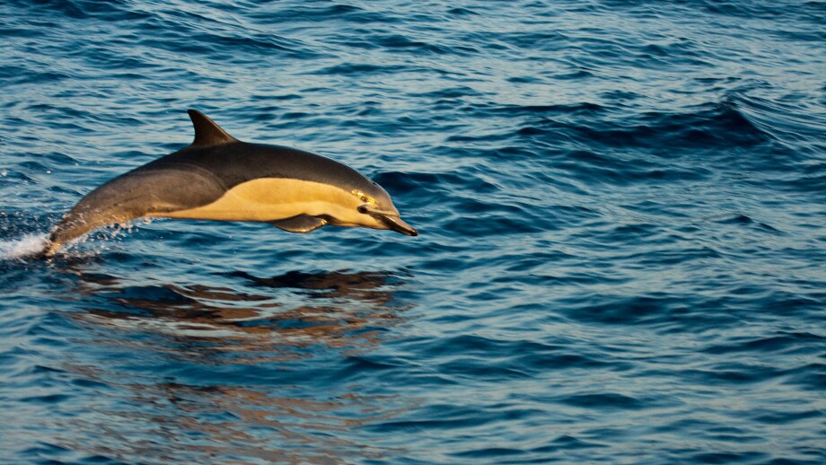 This common dolphin, Delphinus delphis, was one in a school of over 1000 in the Pacific, off Mexico.