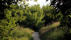 Forest path displays a clearing lit by the sun. Image shot 07/2016. Exact date unknown.