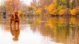 Autumn dog