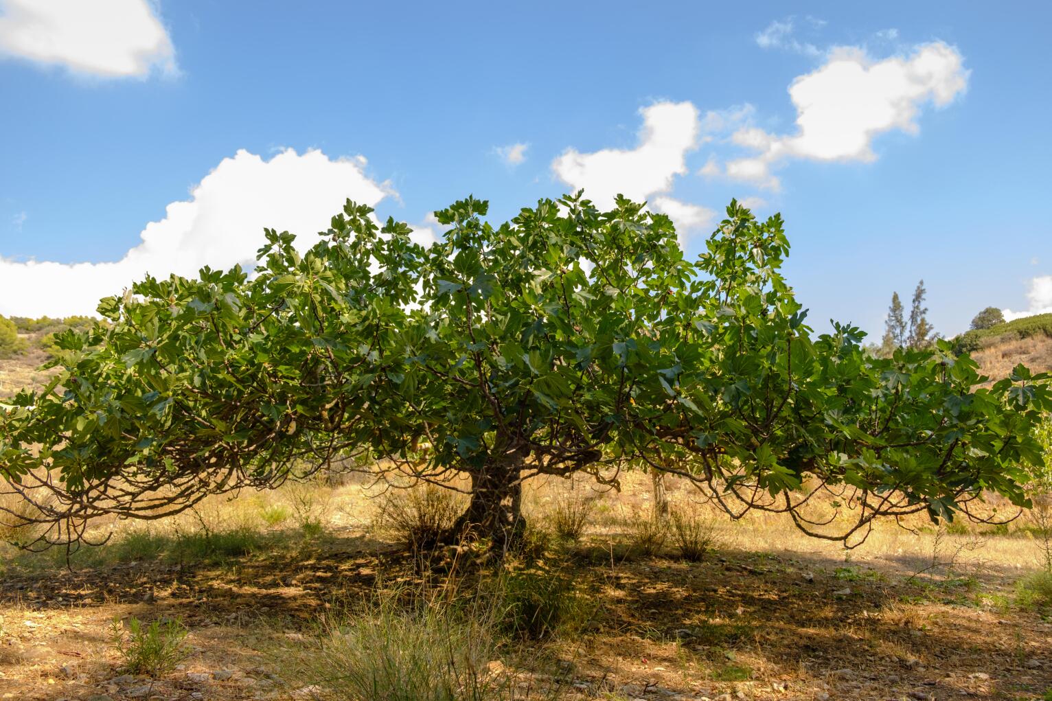 Common fig tree ( Ficus Carica ) of the Mulberry family, flourishing  in the July summer Greek heat, Saronida, Greece, Europe.