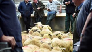 Sheep Auction, buyers inspect the stock, and use mobile phones to share the bid, Kendal UK