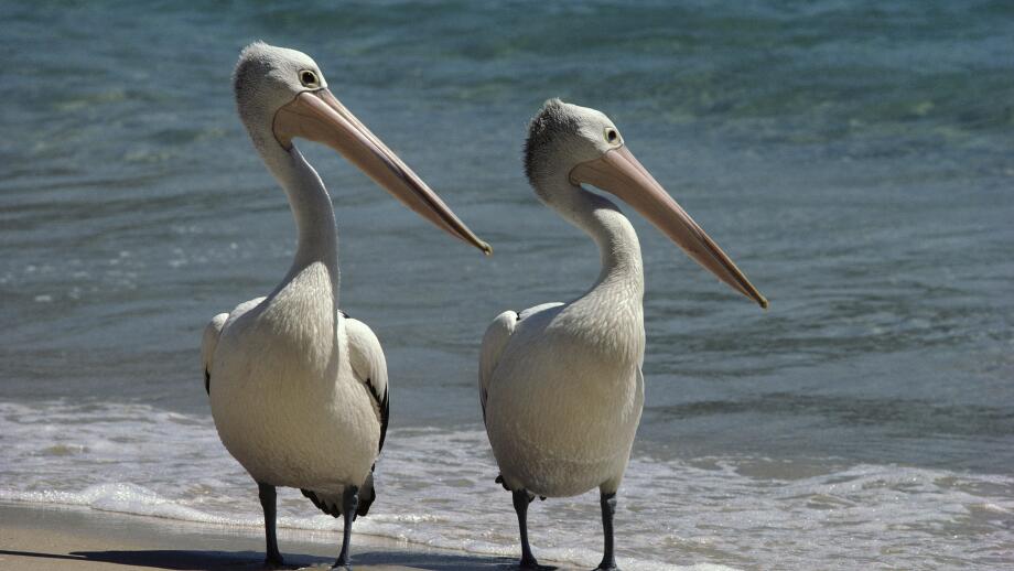 Australian pelican (Pelecanus conspicillatus)