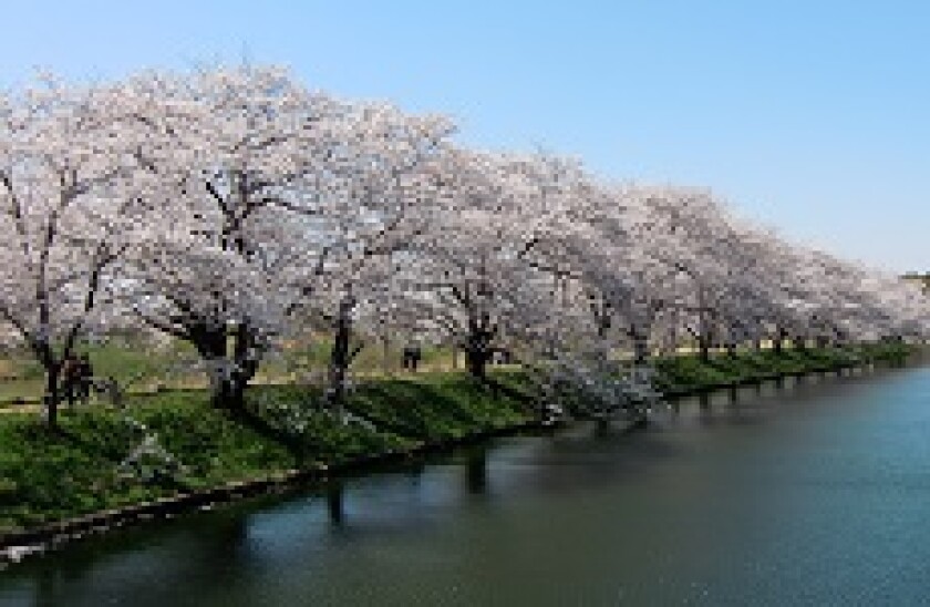 Japan_cherry_blossom_230px