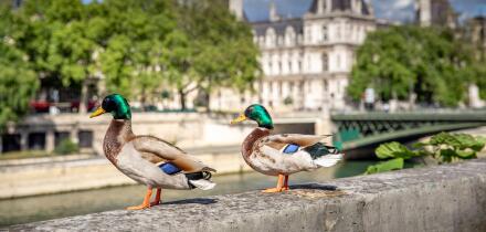 Paris, France - May 1, 2020: Couple of wild ducks on the quays of the Seine during the containment measures due to the Covid-19