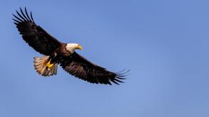 Bald eagle soaring on a beautiful spring day above the Broughton Archipelago, First Nations Territory, British Columbia, Canada