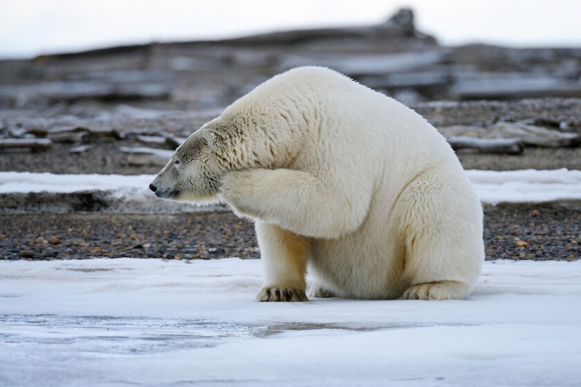 An adult polar bear scratches its chin on a barrier island outside Kaktovik on the northern edge of ANWR, Arctic Alaska