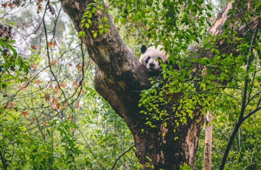 Panda_on_tree_575px_adobe_28Apr2020