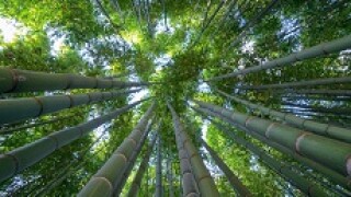 bamboo px230