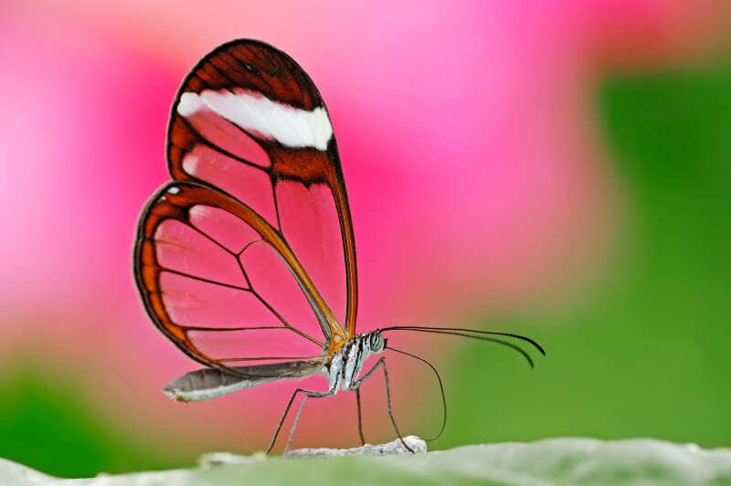 Glasswing Butterfly / (Greta oto) / Glasswinged Butterfly, side