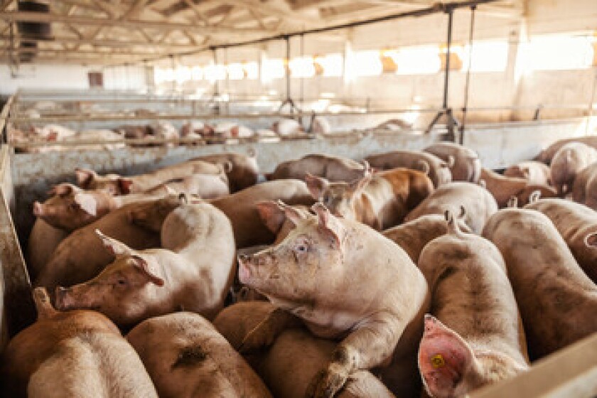 pigfarm-adobe-stock.jpg