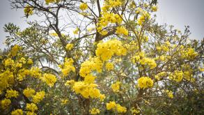 Yellow flowers tree tabebuia spectabilis / Goldentree in the park