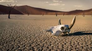 Cattle skull in desert, Windhoek, Namibia, Africa