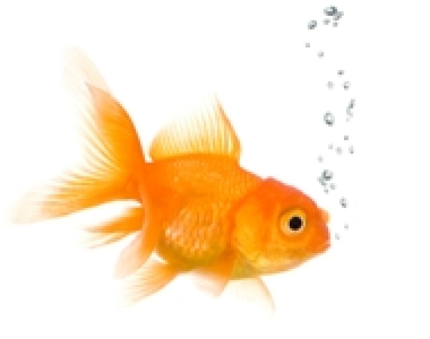 Goldfish