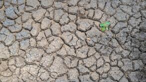 Plant sprouting in dried cracked river bed soil. Overharvesting of rivers for agricultural purposes concept