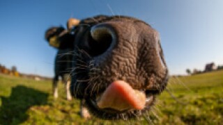 Cow_Nose_6April2017_Fotolia_230x150