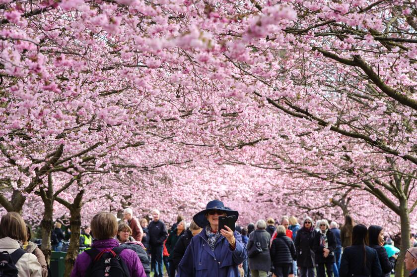 Copenhagen, Denmark. 6th April, 2017.  Spring has well and truly arrived in the Nordvest district of Copenhagen, Denmark. On Thursday morning, hundreds of people flocked to the grounds of Bispebjerg Cemetery to admire and photograph the impressive Cherry