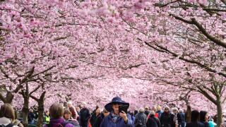 Copenhagen, Denmark. 6th April, 2017.  Spring has well and truly arrived in the Nordvest district of Copenhagen, Denmark. On Thursday morning, hundreds of people flocked to the grounds of Bispebjerg Cemetery to admire and photograph the impressive Cherry