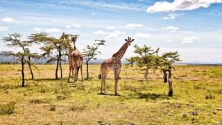 Giraffes Browsing from their favorite trees in the Masai Mara, Kenya. Image shot 08/2011. Exact date unknown.