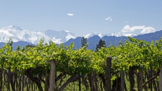 Province of Mendoza, wine, malbec, Andes, mountains, vineyards, Argentina, 575