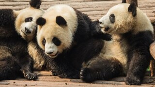 three pandas_adobe_575px_2Mar21