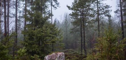 Scandinavian forest in autumn.