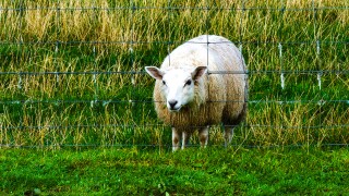 sheep-DNPHCR.jpg
