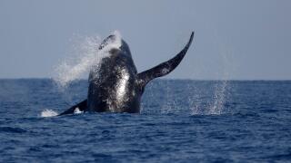 Humpback Whale (Megaptera novaeangliae), breaching at sea near Ogasawara Islands, Japan May 2015