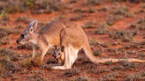 Kangaroo with Joey