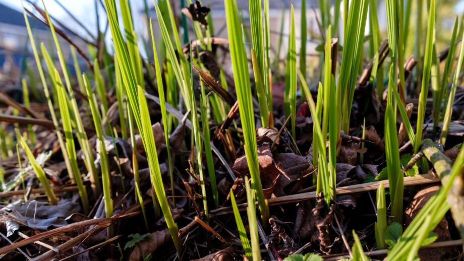 Early spring growth of Crocosmia "Lucifer"
