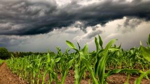 Dark storm skies looming over corn fields.