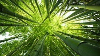 Green_Leaves_Tree_Fotolia_230x150