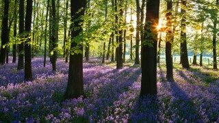 A covering of English bluebells highlighted by early sunlight. A misty sea of blue carpets the woodland floor during spring.