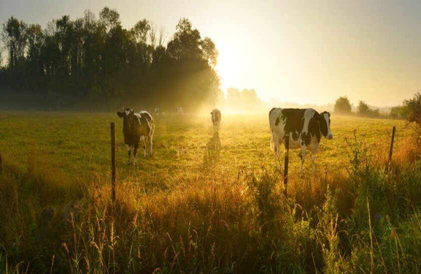 cows_Adobe_11June