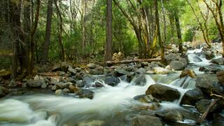 Scenic view of river flowing over rocks in forest, Yosemite National Park, California, U.S.A.