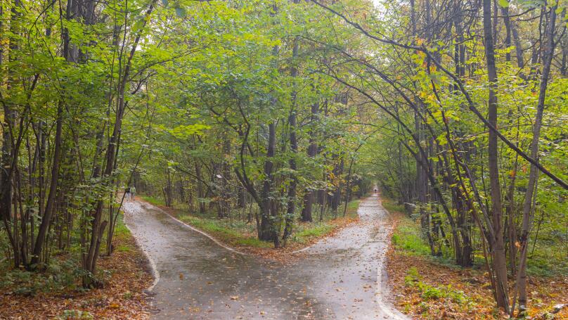 forks of roads in the forest in the autumn season