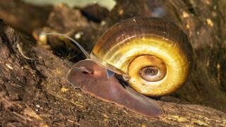 horn-colored ram's horn, great ramshorn, trumpet shell (Planorbarius corneus), crawling over the dead wood, side view